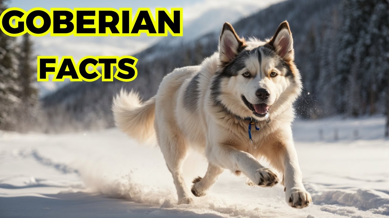 Goberian Dog - Top 10 Interesting Facts