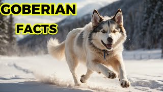 Goberian Dog  Top 10 Interesting Facts