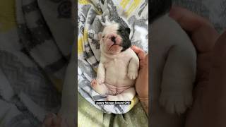 Puppy has the hiccups and it’s the CUTEST thing you’ll hear today #dogs #puppy #cute #funny #shorts