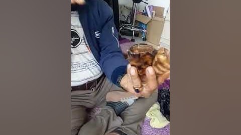 Kantung Macan Asli atau Palsu