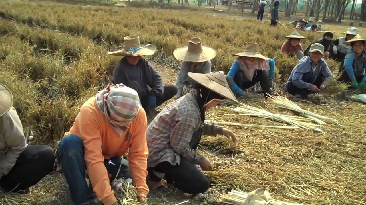 68 Khmer Agriculture Garlic Farming in Cambodia Farmer Models of Garlic