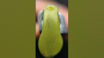 Grape Biting Close up Satisfying Macro Shot!