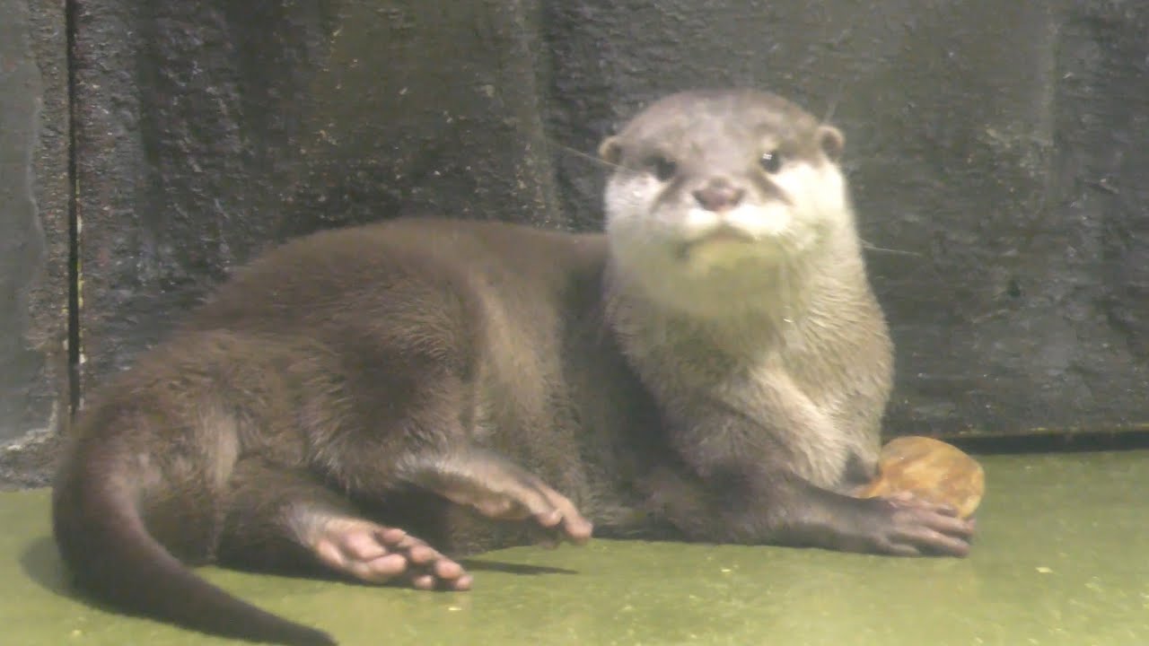 コツメカワウソ コツメカワウソ みかんちゃん その石はお気に入りなのかな 【竹島