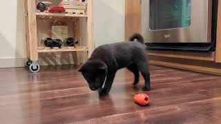 Schipperke puppy, Truffle, with kong toy. Cute. by Truffle the Schipperke 99 views 2 years ago 1 minute, 16 seconds