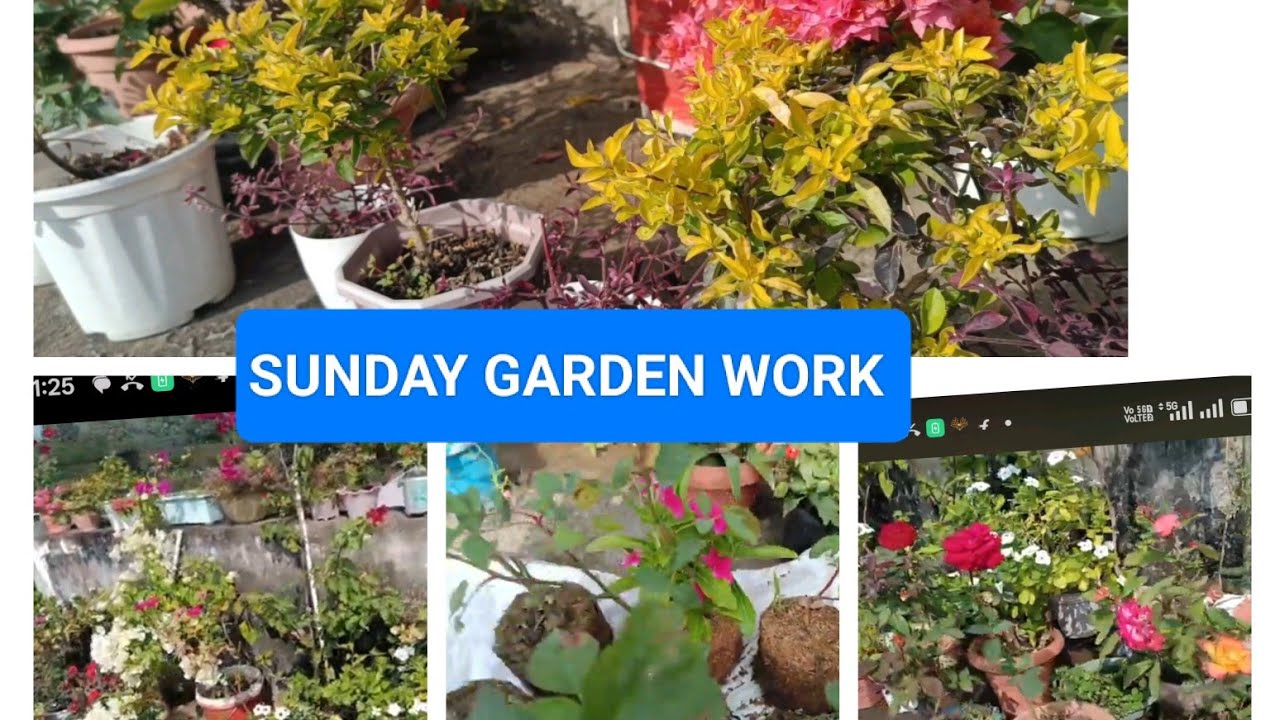 SUNDAY GARDEN WORK// 30/11/2025//please subscribe my channel 