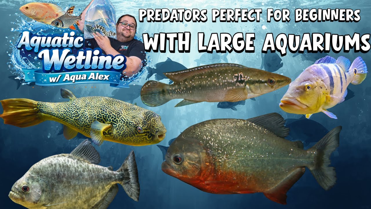 Aquatic Wetline w/ Aqua Alex: Predatory Fish Easy To Keep