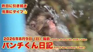 今日も練習 水へダイブパンチくん日記【2026年8月9日撮影】市川市動植物園 Punch the monkey 【Punch the monkey's video in August 9, 2026】
