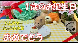 小夏のお誕生日 1歳になりました。エンディングも変わったよ 【ハムスター/キンクマ】