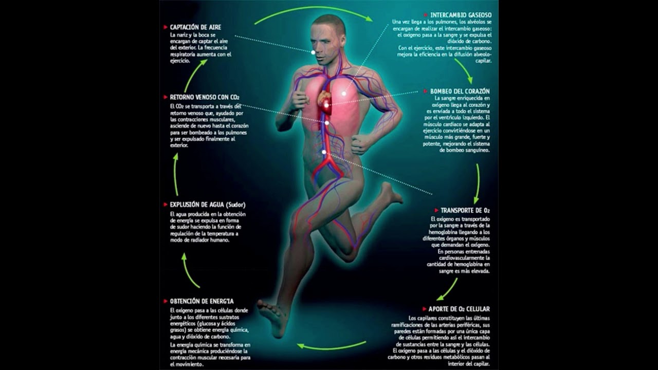 Como funciona el cuerpo humano