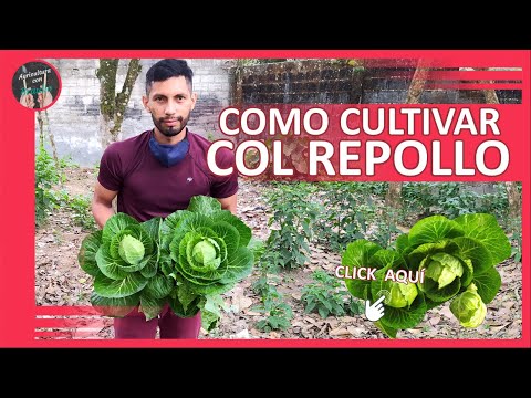 Vídeo: Com Cultivar Plàntules De Col En Un Hivernacle