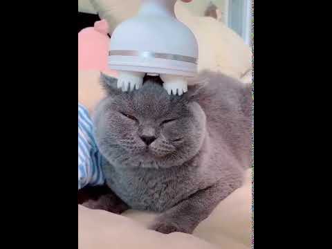 Electric massager for pets and pet lovers - YouTube
