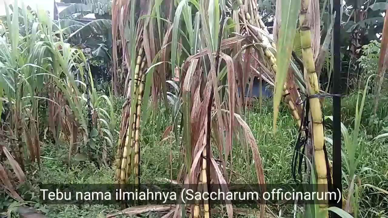 Air tebu gizinya lebih tinggi dari gula pabrik 