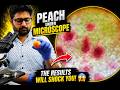 peach under microscope #food #peach #science #microscope #trending #viralvideo #experiment #viral