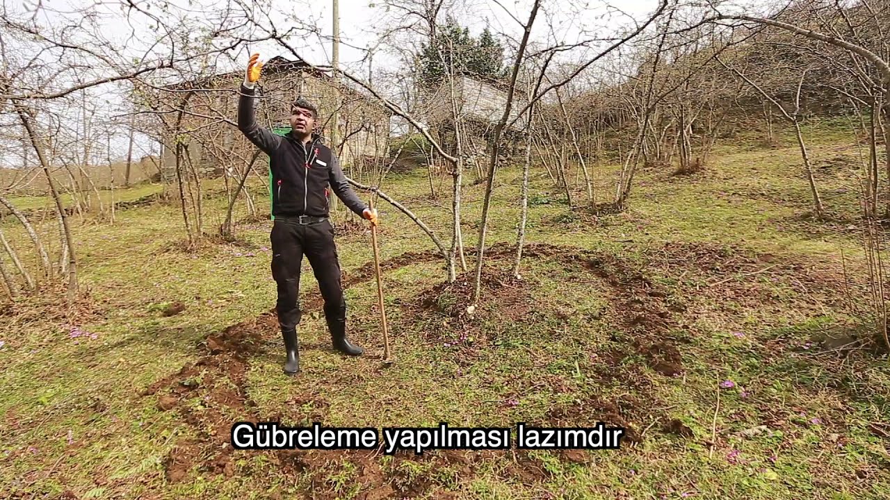Fındıkta Doğru Gübre Uygulaması (AZOT)