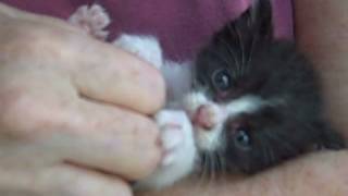 Kitten Chronicles Biting The Hand That Feeds You