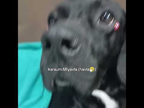 Gelin Buraya Aktiflik Akıyorum Keşfet Kariomm Keşfetdüş Labrador Senn Sıkıldımm