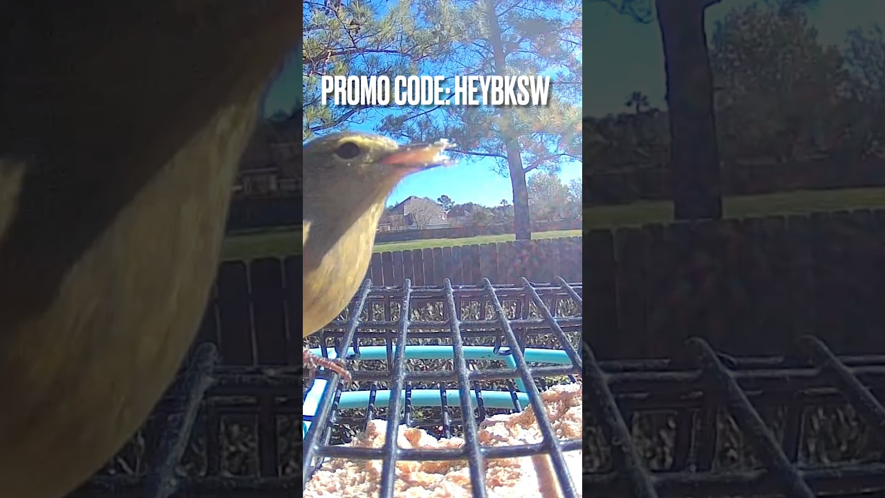 Birdfy Netvue Smart Bird Feeder Promo Code Reminder + Happy New Year! 🎉 