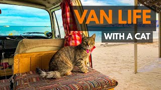How to van life full time with a cat | All you need to know