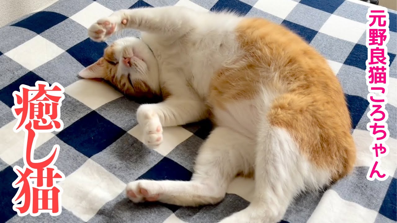 癒し猫 元野良猫ころちゃんと 先輩猫ゆきむらと ママの休日 Youtube