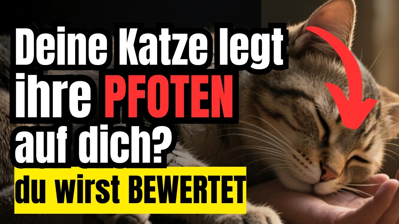 Legt deine Katze ihre Pfote auf dich? Das sagt mehr über dich aus, als du denkst!