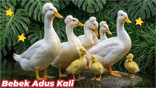 BEBEK BEBEK ADUS KALI NUTUTI SABUN WANGI BAPAK MUNDHUT ROTI BEBEK BERENANG KWEK KWEK BEBEK ANGSA IKA