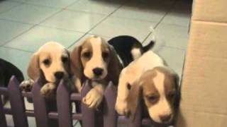 ... ......My dog,Beagle