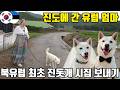 북유럽 최초 진돗개, 시집 갈 준비를 시작합니다ᄏᄏ