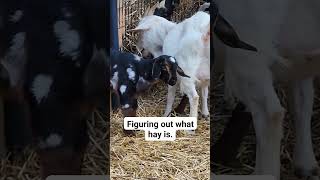 Watch Our Spotted Baby Goat Eat Hay For The First Time.