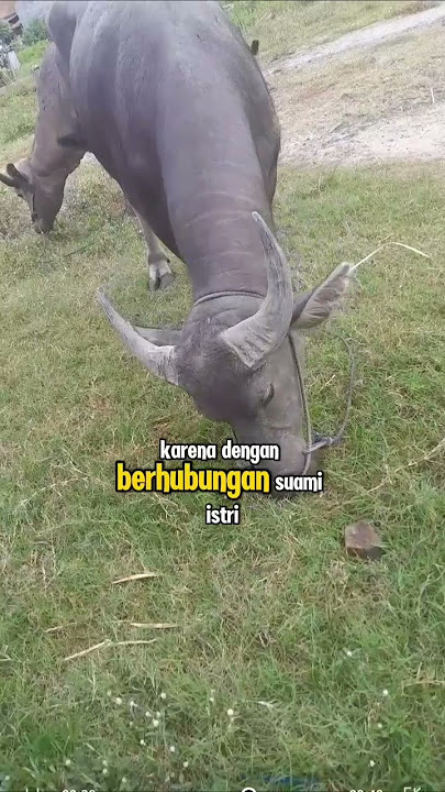 Hutang suami bisa lunas dengan cara berhubungan