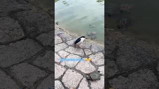 how sweet it is to be watched by you..😍😍. #birds #turtle #viral