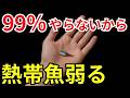 【経験談】元気だった水槽のお魚が弱る理由は、3年やると分かります