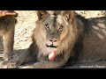 Выманили для туристов львов из оврагов, а кисюни зажрались! Тайган. Lions life in Taigan.