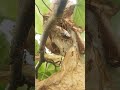 Nature's Tiniest Bodybuilder #antstrength #macrovideo #naturedocumentary #insectfacts#shorts