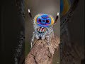 Peacock spider மயில் சிலந்தி #shortsvideos #facts #gkvideos #animals #shortsviral #animalvideos