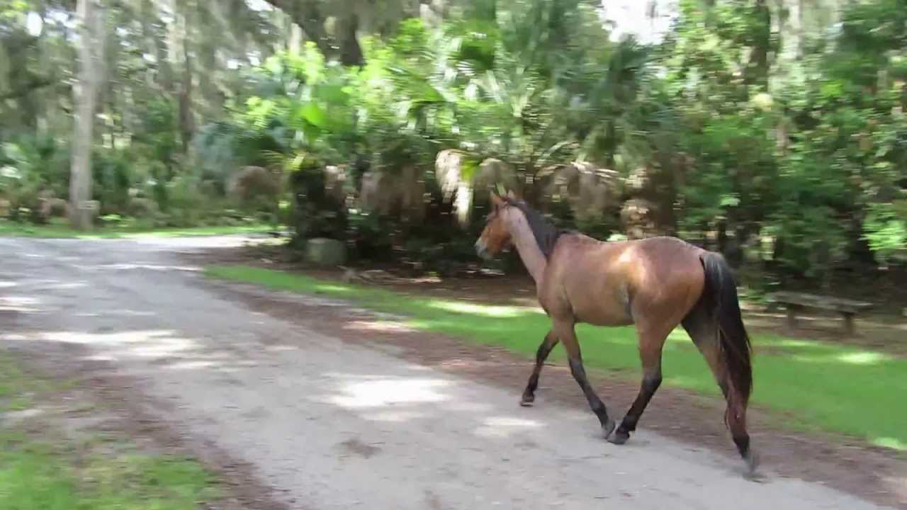camera iphone 8 plus apk Horse trotting down the road near Dungeness, Cumberland Island