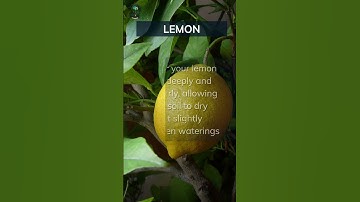 Lemon Growing Basics. Add your tips below 👇 #lemon #basics #tips