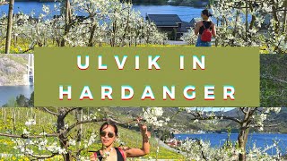 HARDANGER// ULVIK// WESTERN PART OF NORWAY