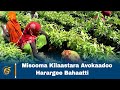 Misooma Kilaastara Avokaadoo Harargee Bahaatti