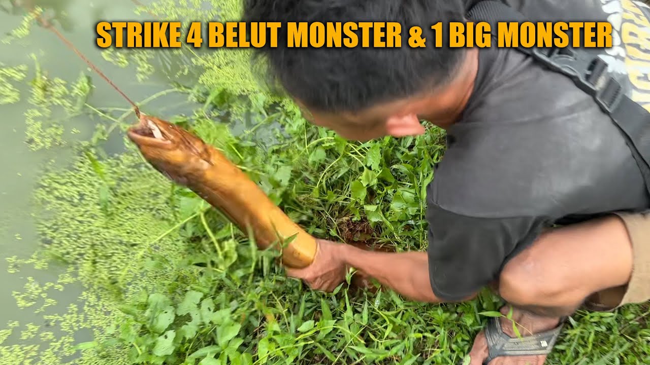 INILAH MUSIM BELUT MONSTER KELUAR SARANG