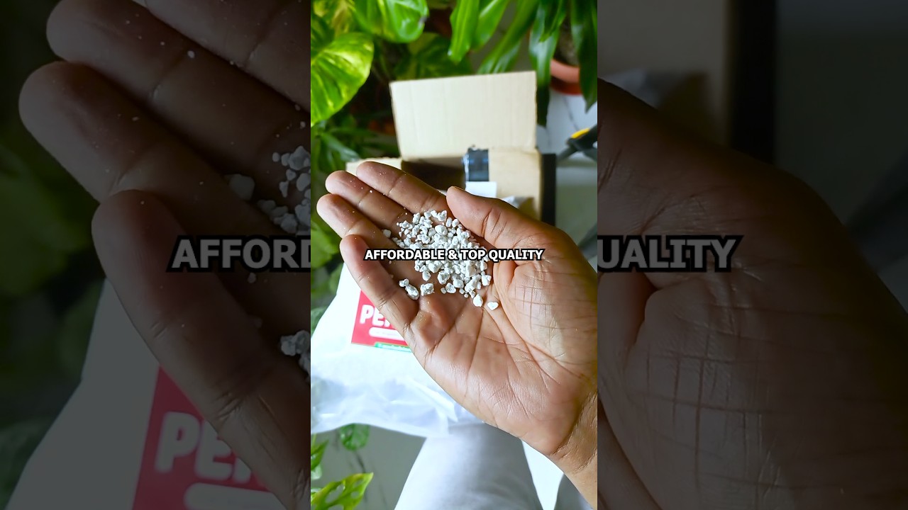 "This Perlite Blew My Mind! 🌱 (Stop Buying the Dusty Stuff)" 