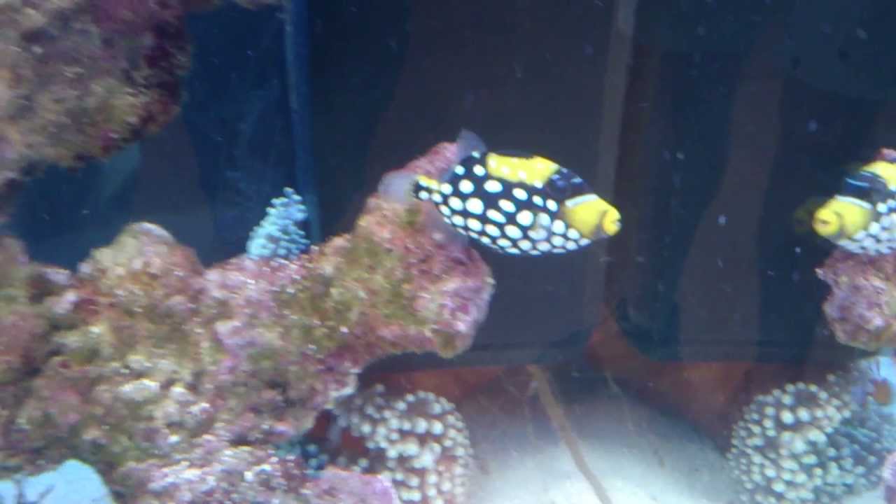 Cute little trigger fish tank - YouTube