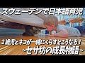 2歳児とネコの7日間！【スウェーデンで日本語育児】