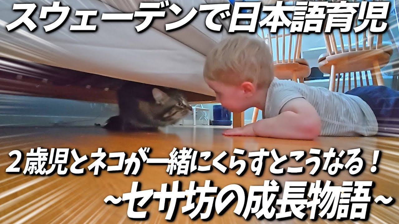 2歳児とネコの7日間！【スウェーデンで日本語育児】