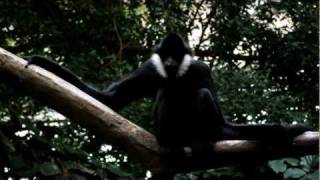 Bailey The Gibbon Singing