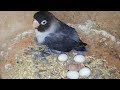 Lovebirds eggs hatching