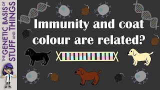 Immunity genes also control a dog’s coat colour?