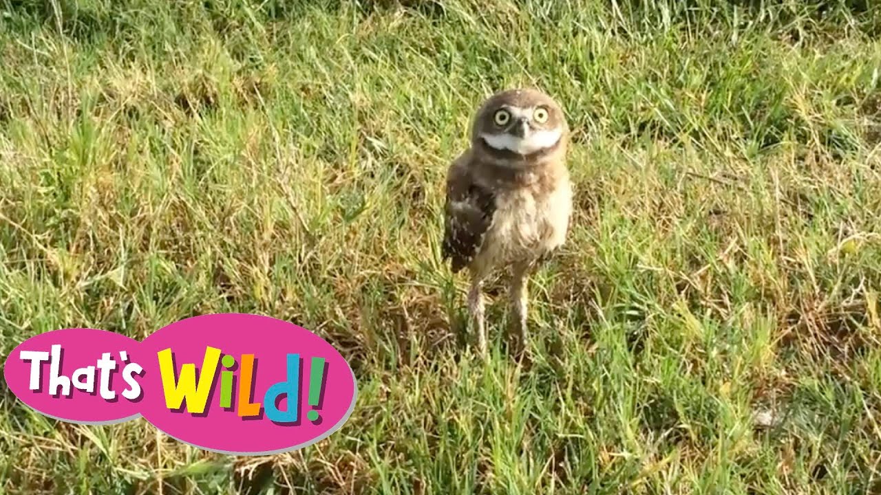 How do burrowing owls scare animals away? YouTube
