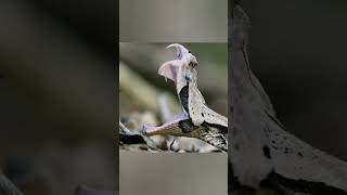 This Snake Doesn’t Chase You… It Waits | Gaboon Viper 😱 #dailyfacts