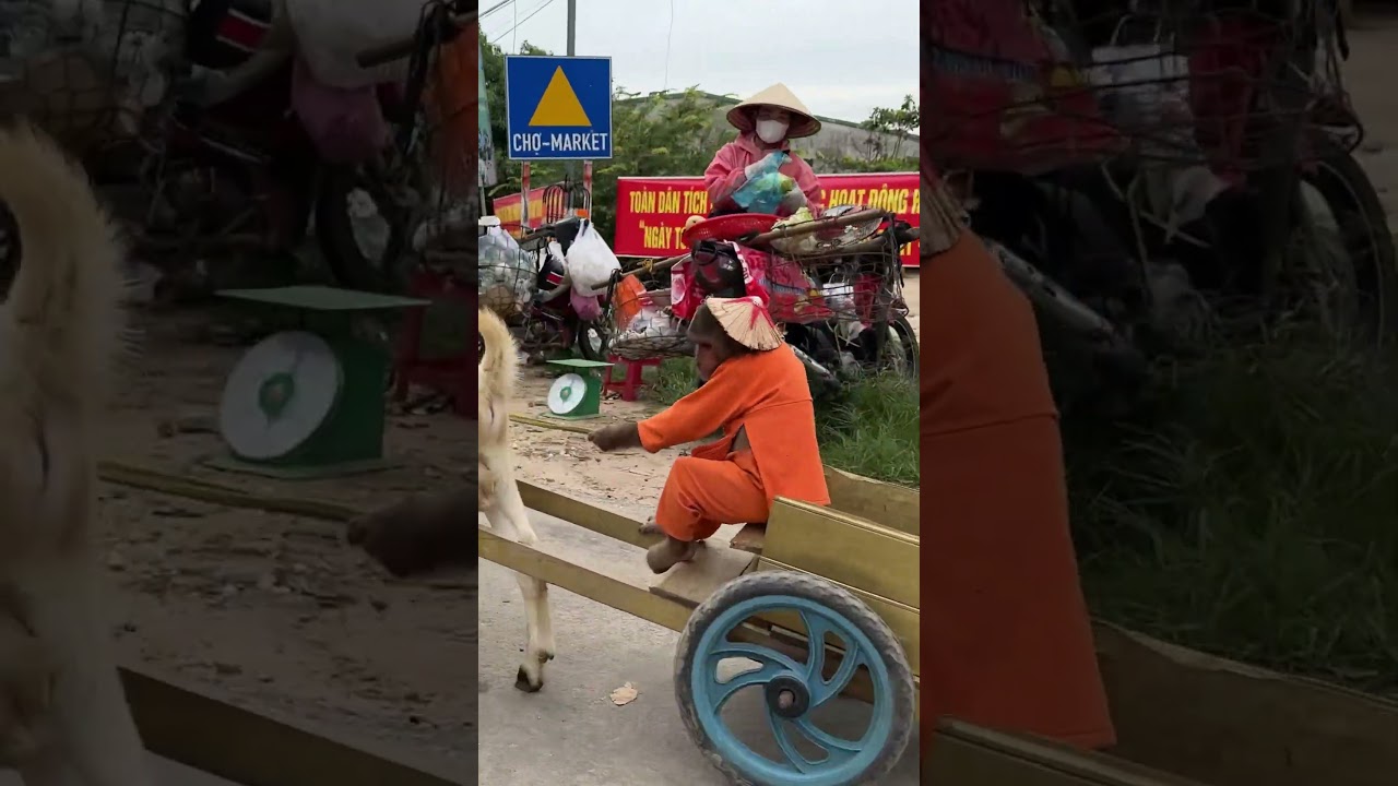 Adventure without end of CUTIS and Goat 😁