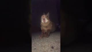 My Rabbit Screams Sooo Loud